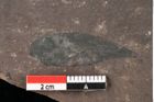 Foto (Detailansicht) von Plantae indet.  (NHMW-GEO-2024-0188-0481a)